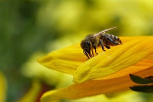 camere climatiche compact per biodiversità e  api