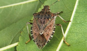 cimice-asiatica
